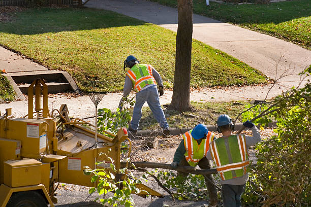 Best Leaf Removal  in Midwest City, OK