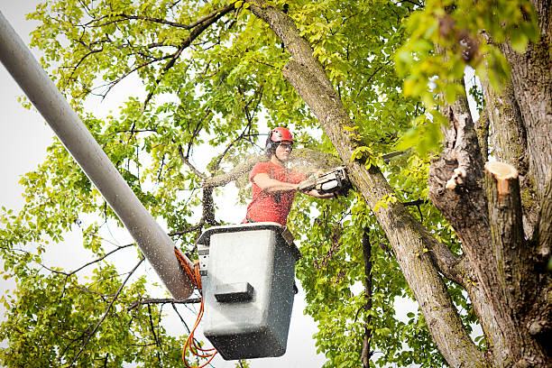 How Our Tree Care Process Works  in  Midwest City, OK