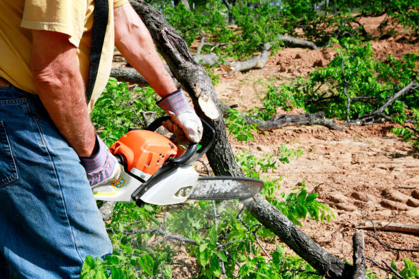 Best Stump Grinding and Removal  in Midwest City, OK